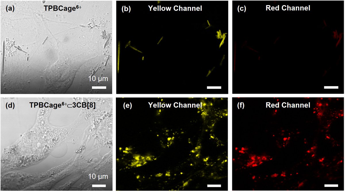 tjuwuhuang's tweet photo. Thrilled to share our latest work published in
@angew_chem on an exotic cage-in-rings bioimaging probe, TPBCage6+⊂3CB[8], enabling high-contrast, lysosome-selective, deep-red imaging in living cells https://t.co/OeiHq5gFyU @TianjinUniv1895  @YuWang1992 @SmartMat2 https://t.co/4cMJ5P0Yzv