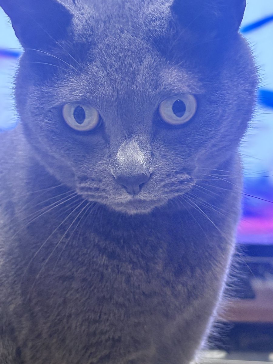 riritamemory's tweet photo. なんだその顔は https://t.co/nldgunXAkR