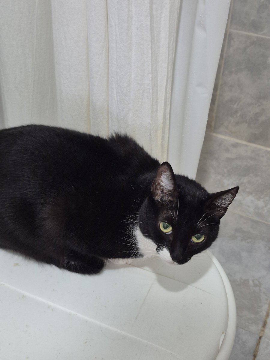 santicava7's tweet photo. la cara de una gata que apoyó su pata en el celu y puso Megadeth https://t.co/eAfIUtJwej