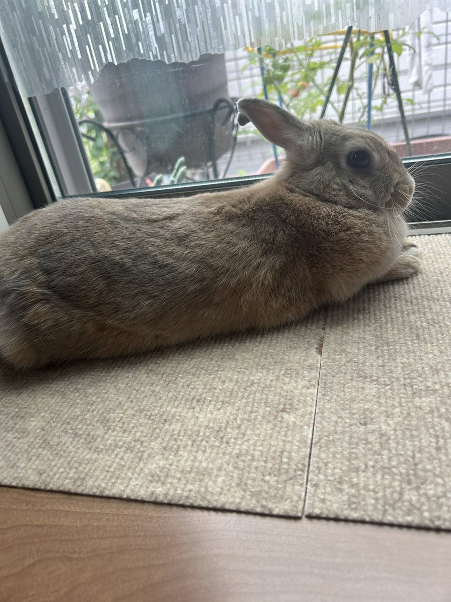 369milkrabbit's tweet photo. 今日も定位置のミルク🐰でした。
ゲリラ豪雨にやられて、今日はびしょ濡れになり帰宅。
人間は疲れましたー、ミルクに癒されます。 https://t.co/PczIGx95ox