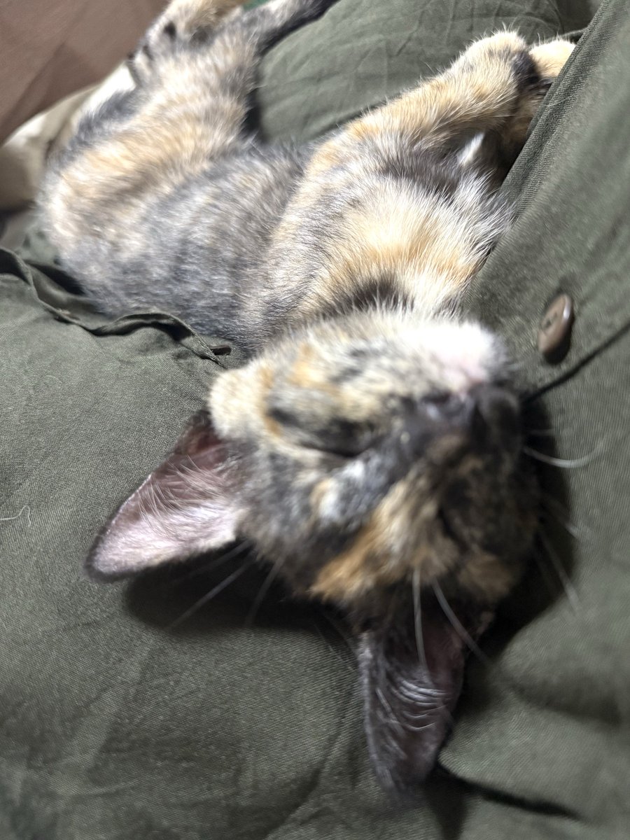 annin_bs's tweet photo. 生後１ヶ月の新しい家族が増えました♡
名前は ムギです🐱 https://t.co/3SqneOv0bo