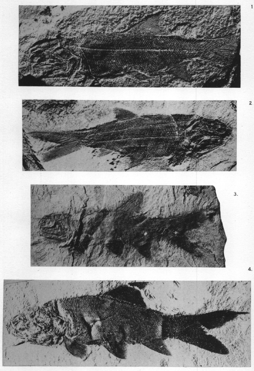 EurekaMag's tweet photo. The Triassic fish-fauna of Brookvale, New South Wales, is of
considerable interest since it is intermediate in age between the
two well-known faunas also from Gosford and St. Peter's, described many years ago by Sir Arthur Smith Woodward.