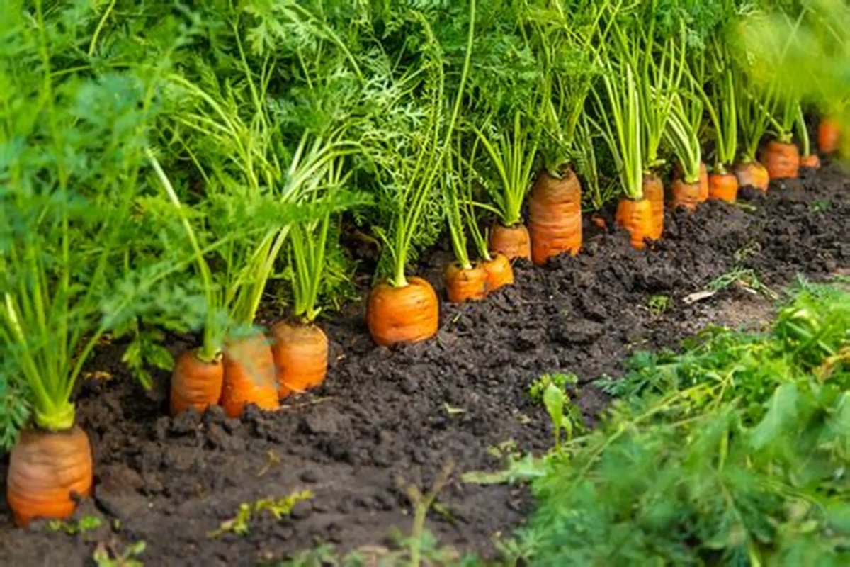 cadenagramonte's tweet photo. 🚜 Campesinos camagüeyanos apuestan por tecnologías agroecológicas para revitalizar la producción de hortalizas.

🌿 Con cultivo protegido, barreras vivas y sustratos naturales, mejoran productividad, reducen químicos y protegen el suelo.

#Agroecología #Camagüey https://t.co/qFQG8I7Ucj