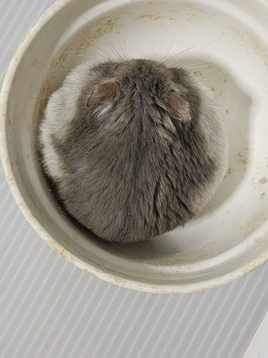 0426_mie's tweet photo. 丸〜い🐹(信玄くん) https://t.co/adY6e30LrA