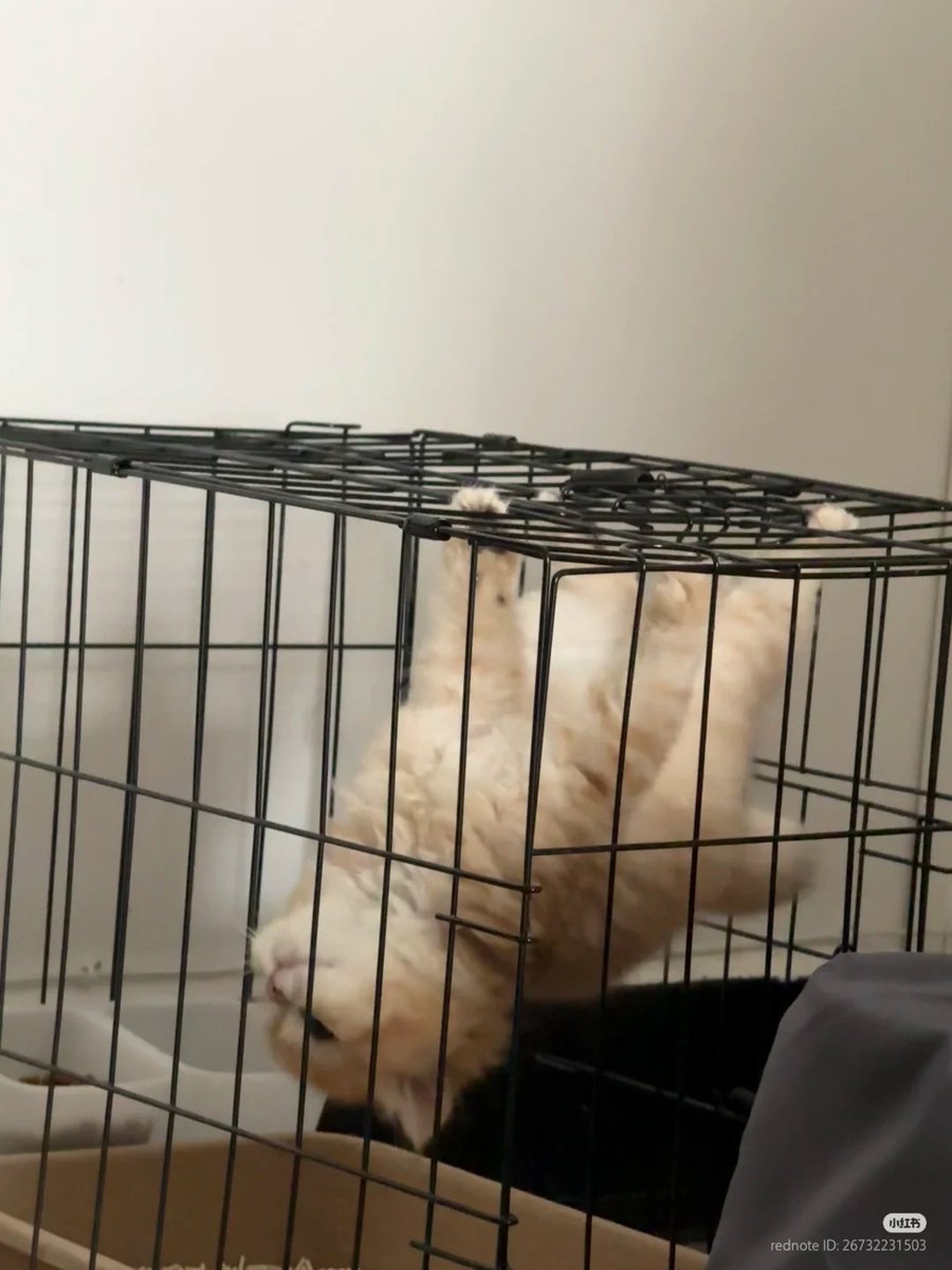 nocontextscats's tweet photo. Spider meow https://t.co/fKZb1aK1SQ
