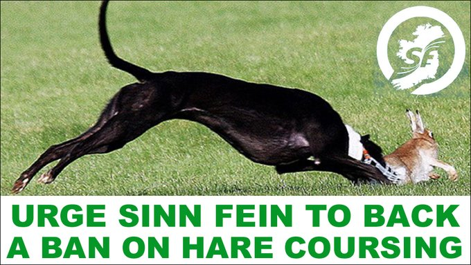 banbloodsports's tweet photo. Join us in urging Sinn Fein to vote in favour of the Animal Health & Welfare (Ban on Hare Coursing) Bill https://t.co/Hm28hjhbHf @sinnfeinireland @MaryLouMcDonald #Ireland #IrishHare #BanHareCoursing https://t.co/P1QDint5N2
