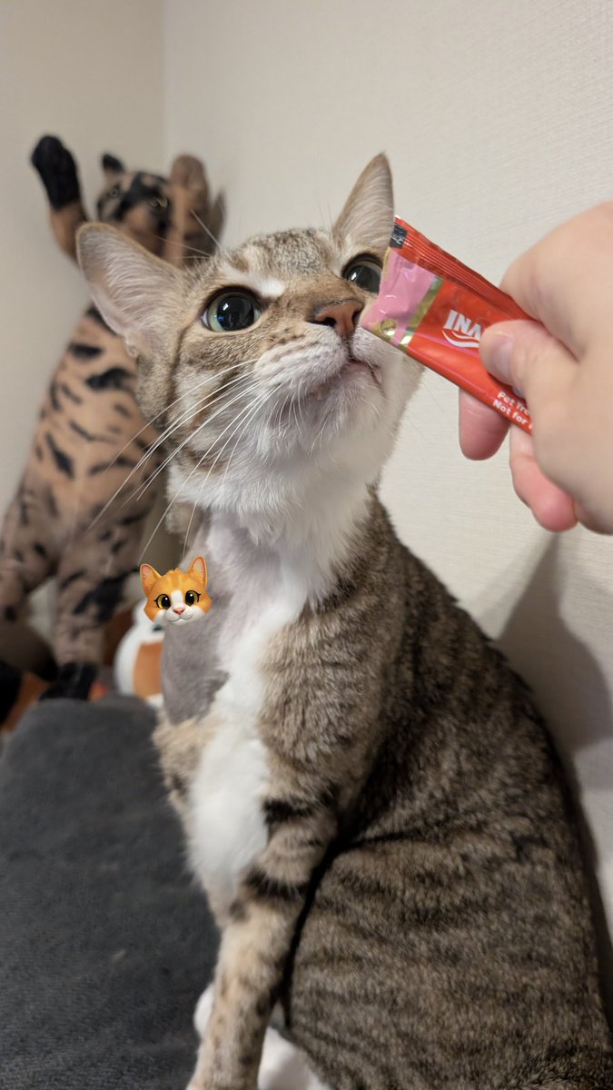 blue_noracat's tweet photo. おくすり飲めたね！！！(怒りのちゅーるガン食い) https://t.co/FQNAZzFjdy
