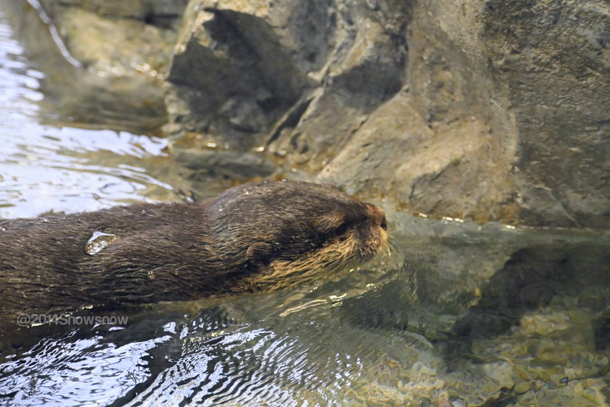 よ様へ♥2/25 おやすみなさい zzz 2026/06📷 #新江ノ島水族館