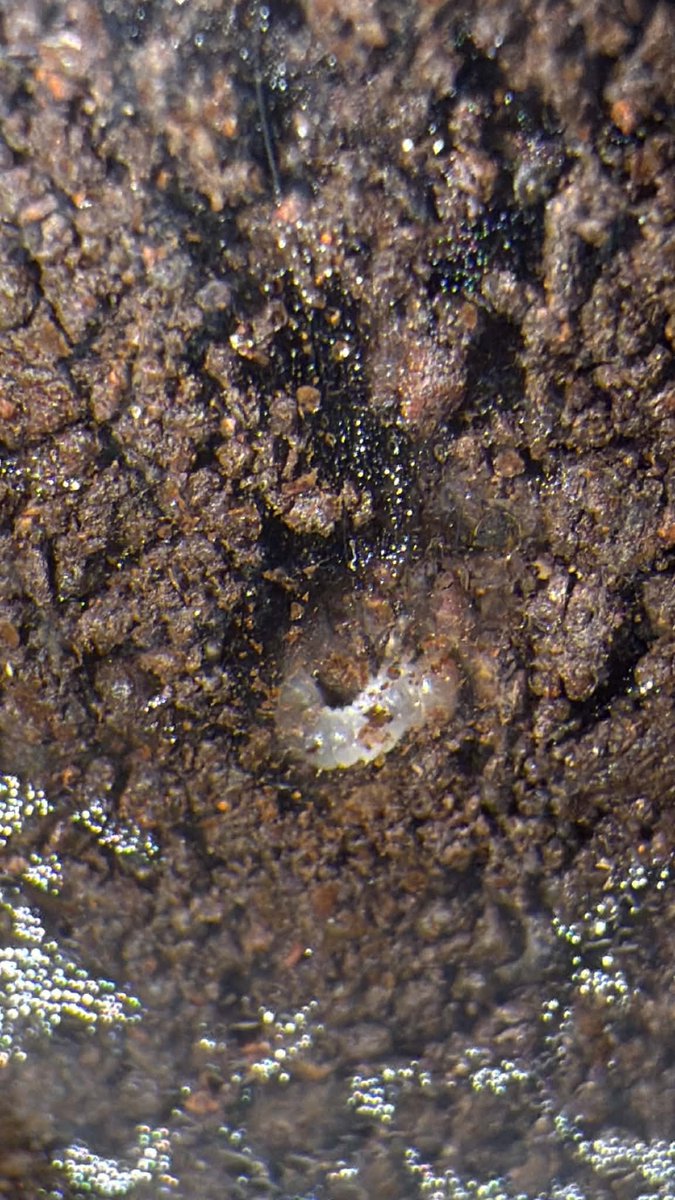 artpoom's tweet photo. @Franceu12 Calcodes lobocanthus 
Larvae hatched! https://t.co/g8g0BR6wsO