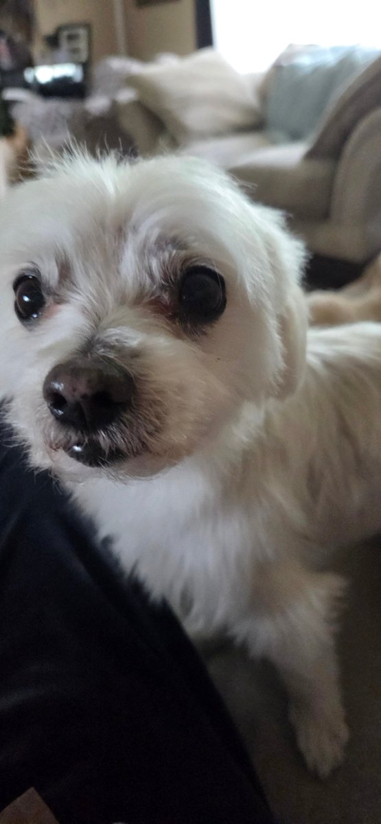 BarkBustersKW's tweet photo. Say Hello to Murphy, an 8yr old Maltese, (recently groomed) who  had some separation issues and liked to bark (Maltese / barking, surprise, surprise, LOL) His wonderful owner learned how to make him feel safe, and he got it.  Fun time https://t.co/QDuLouNeYR
