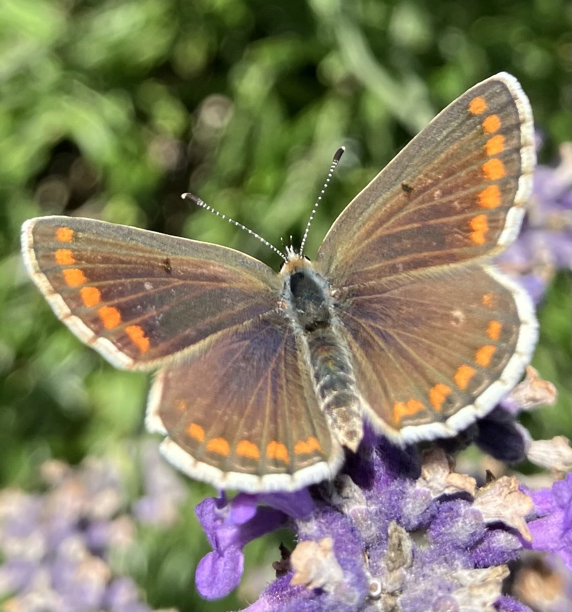 BeautifulGarde1's tweet photo. Bruin blauwtje 🦋 https://t.co/N6EpXtR1LV