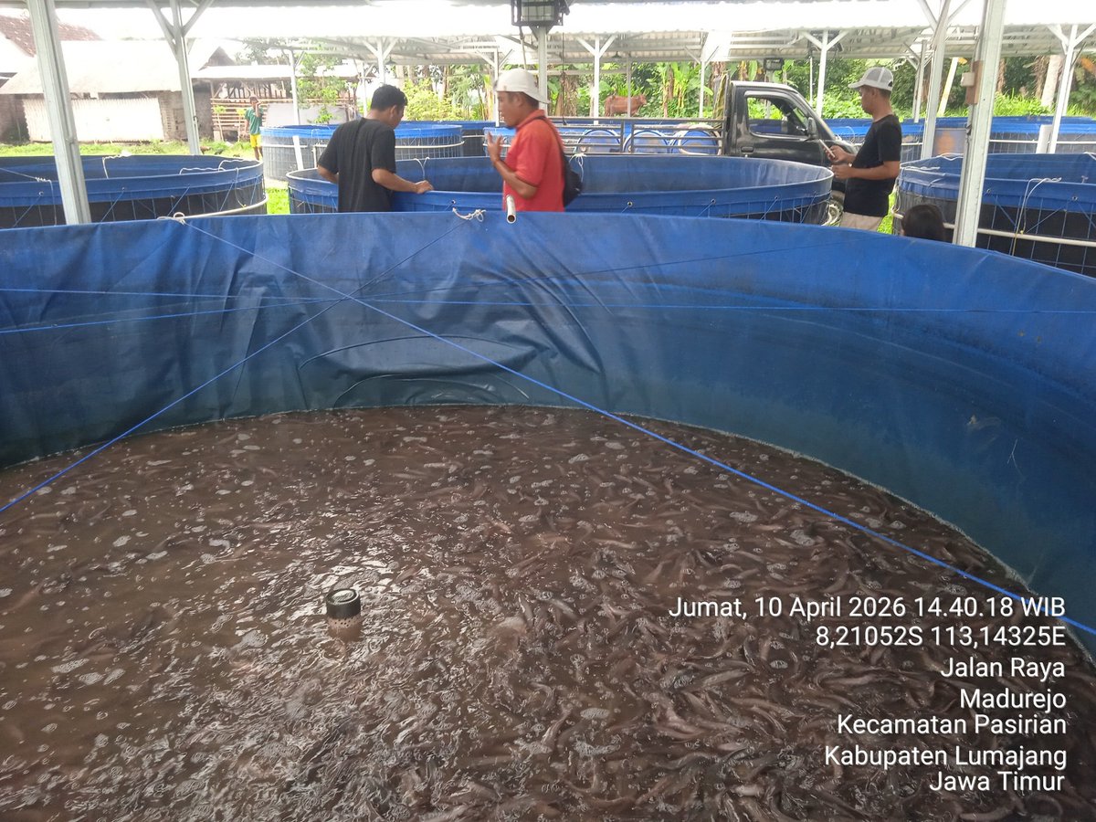beksihandal's tweet photo. Jumat, 10/04/2026. Andal Beksi Luhkan Lumajang, di Ds. Madurejo mendampingi akses pasar pada kegiatan panen lele bagi KDMP Madurejo https://t.co/UM9xk0nc2k