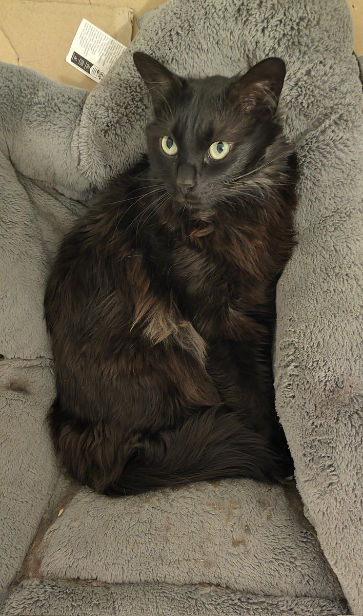 Malthunos's tweet photo. @meepwexler Here's a kisses from Artemis, the bestest bitch there is (she will jump on your stomach in the middle of the night)((kisses to le Fredi too))(((and big kisses from me 🧡))) https://t.co/NwQzHwE9KO