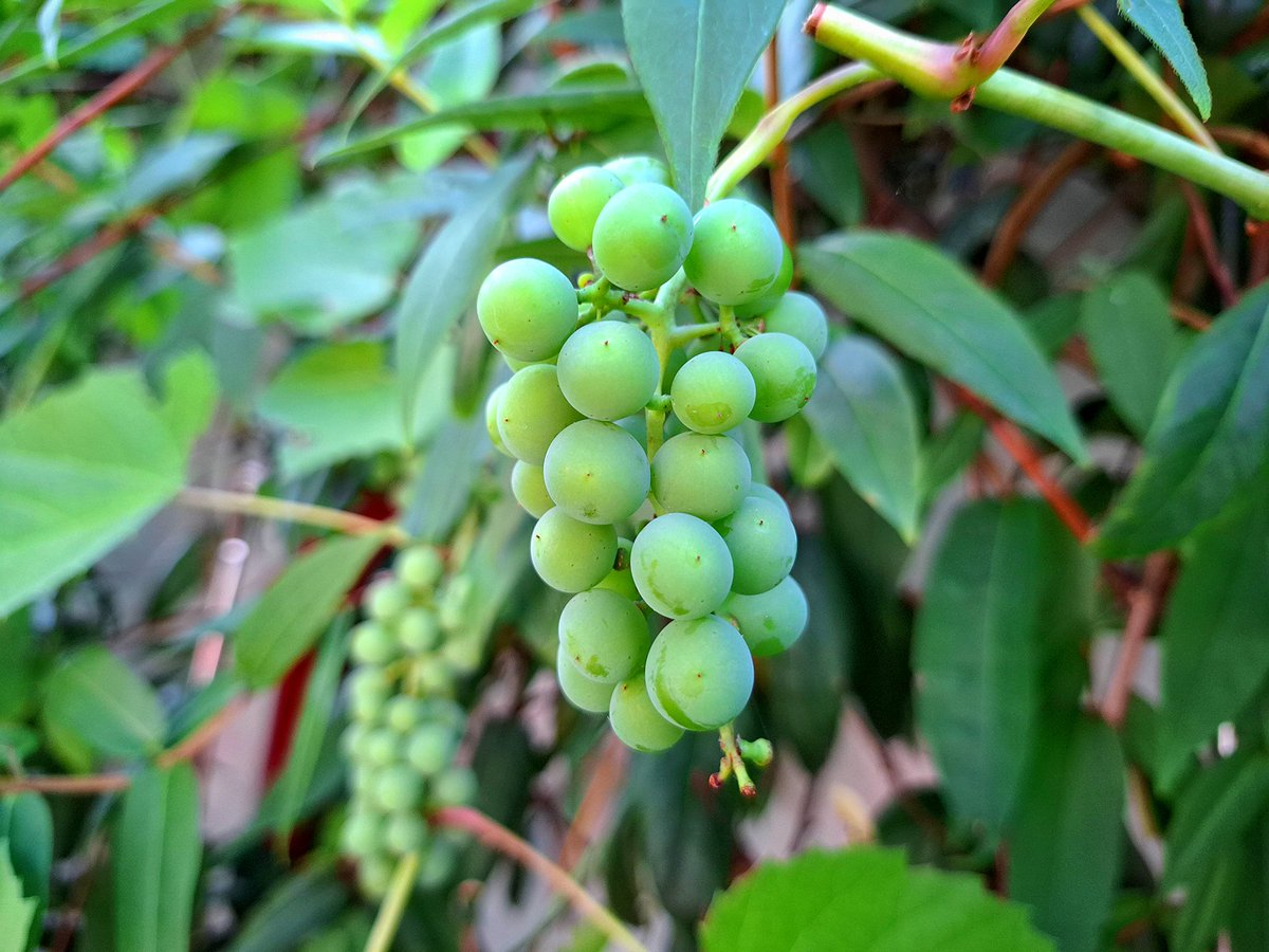 Kind_und_Kegel's tweet photo. Noch sind sie grün, unscheinbar und doch voller Versprechen. Zwischen Blättern und Sommerlicht reifen kleine #Trauben heran, die zeigen: Schönheit und Vollendung brauchen keine Eile – nur Zeit, Ruhe und ein wenig Sonne. 🍇🌿 #Sommer #Vorfreude https://t.co/YpH3zaz2MB