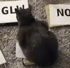 Somnicko's tweet photo. $WEN (Wendy's) is currently up a lot today because of this post in r/wallstreetbets of this cat named "Chonkers" choosing $WEN as the stock for everyone to buy

https://t.co/xFQdQ2iqpM

They've given the cat the nickname "Chonkers," which is so memeable, and it's literally shifting markets just like Roaring Kitty did.

The post is only 9 hours old and already has 2.8K upvotes.