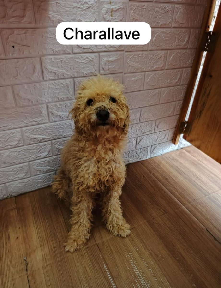 enriquefarrel's tweet photo. Buenos días! Acabo de rescatar a este perrito es macho muy dócil. Si me pueden ayudar a compartir a ver si aparece sus dueños se lo agradecería me pueden contactar a este número 04127388020 lo encontré por el boulevard Alberto Ramos Charallave https://t.co/iNHYUrOq0T