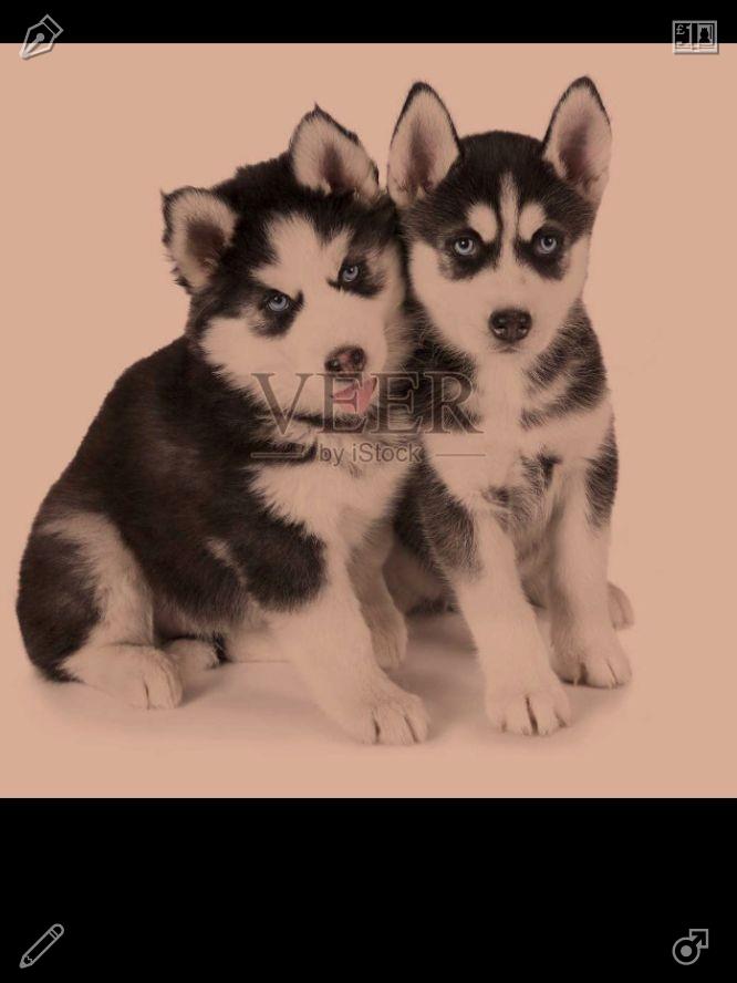 VirgiRolland's tweet photo. In spring, puppies frolic on the grass, enjoying the warmth of the breeze. Their energetic presence blends with the natural landscape, enhancing simple outdoor moments.🏜Winter walk FrostApples Compote https://t.co/Ulexf3zgw9