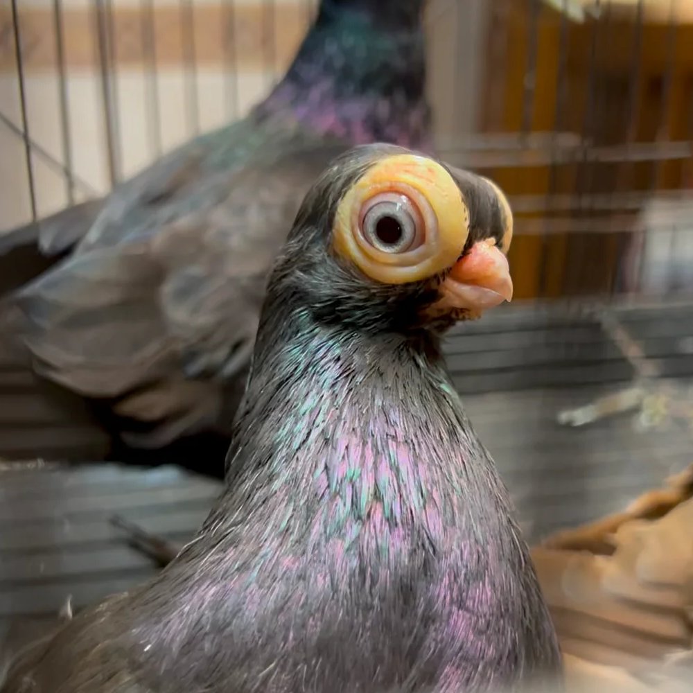 AMAZlNGNATURE's tweet photo. The Budapest Short-faced Tumbler stands out for one reason

Its oversized eyes and tiny beak give it one of the most distinctive faces of any pigeon breed https://t.co/Rbb8b09JRU