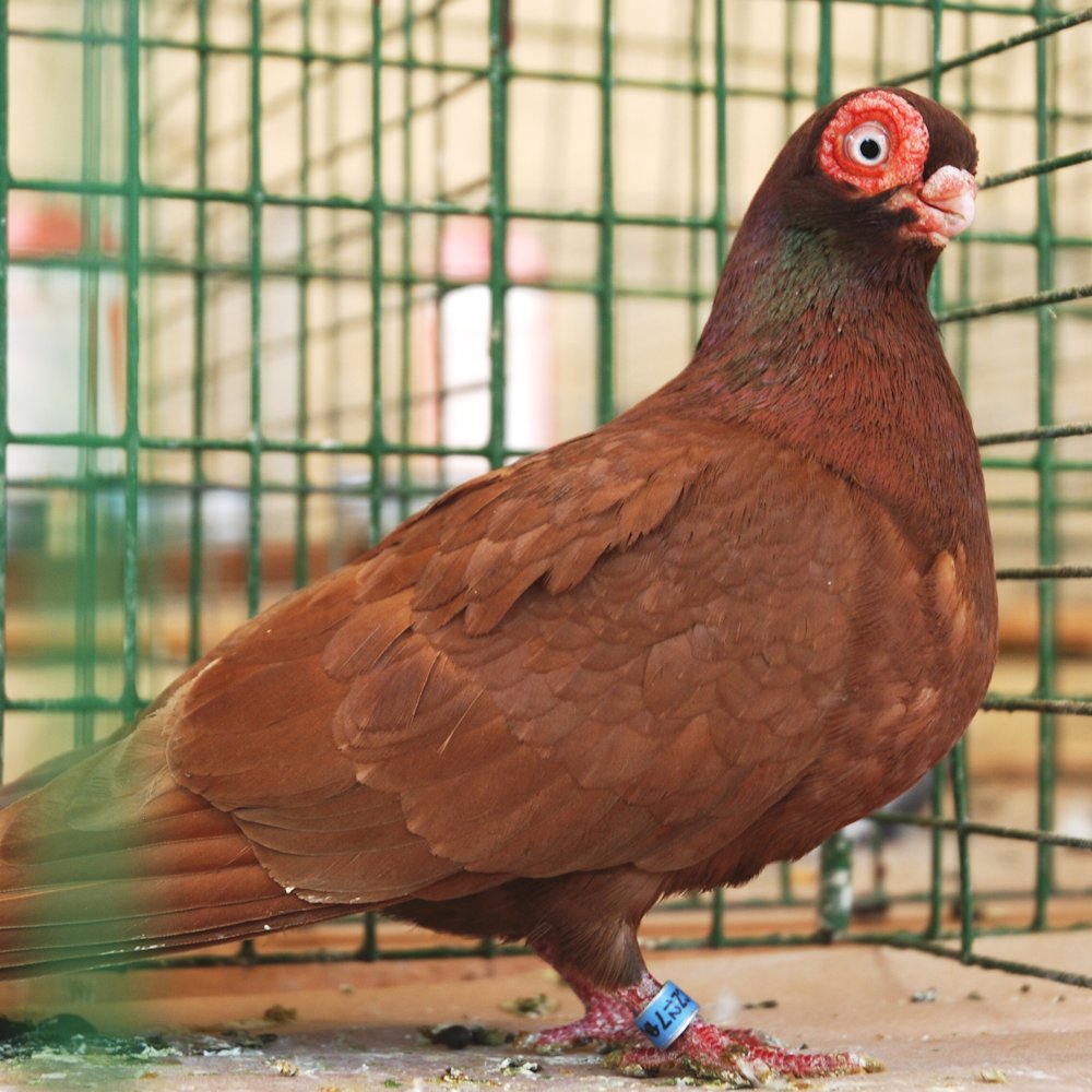 AMAZlNGNATURE's tweet photo. The Budapest Short-faced Tumbler stands out for one reason

Its oversized eyes and tiny beak give it one of the most distinctive faces of any pigeon breed https://t.co/Rbb8b09JRU