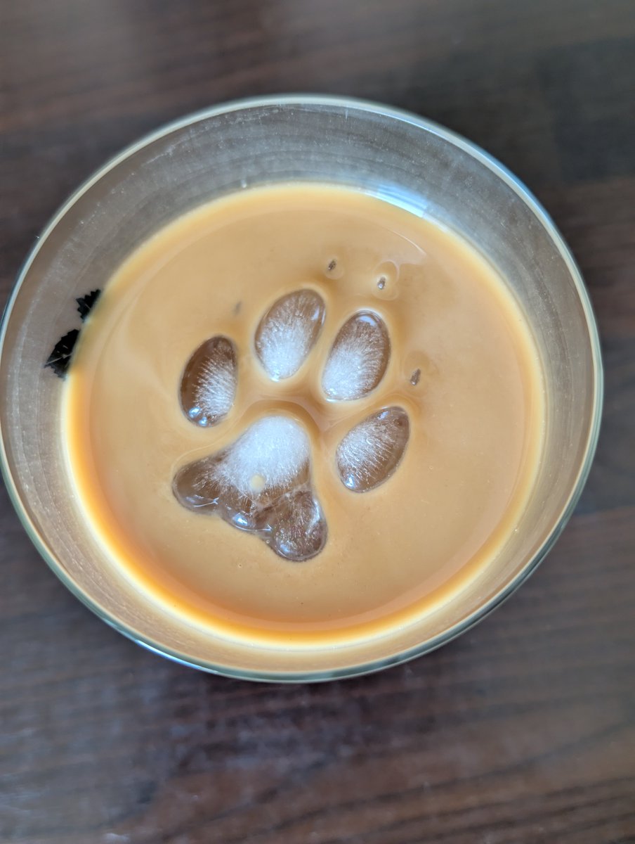 Lutufox's tweet photo. Cold brew - pupdated 🐾 https://t.co/N86fCk5nHd