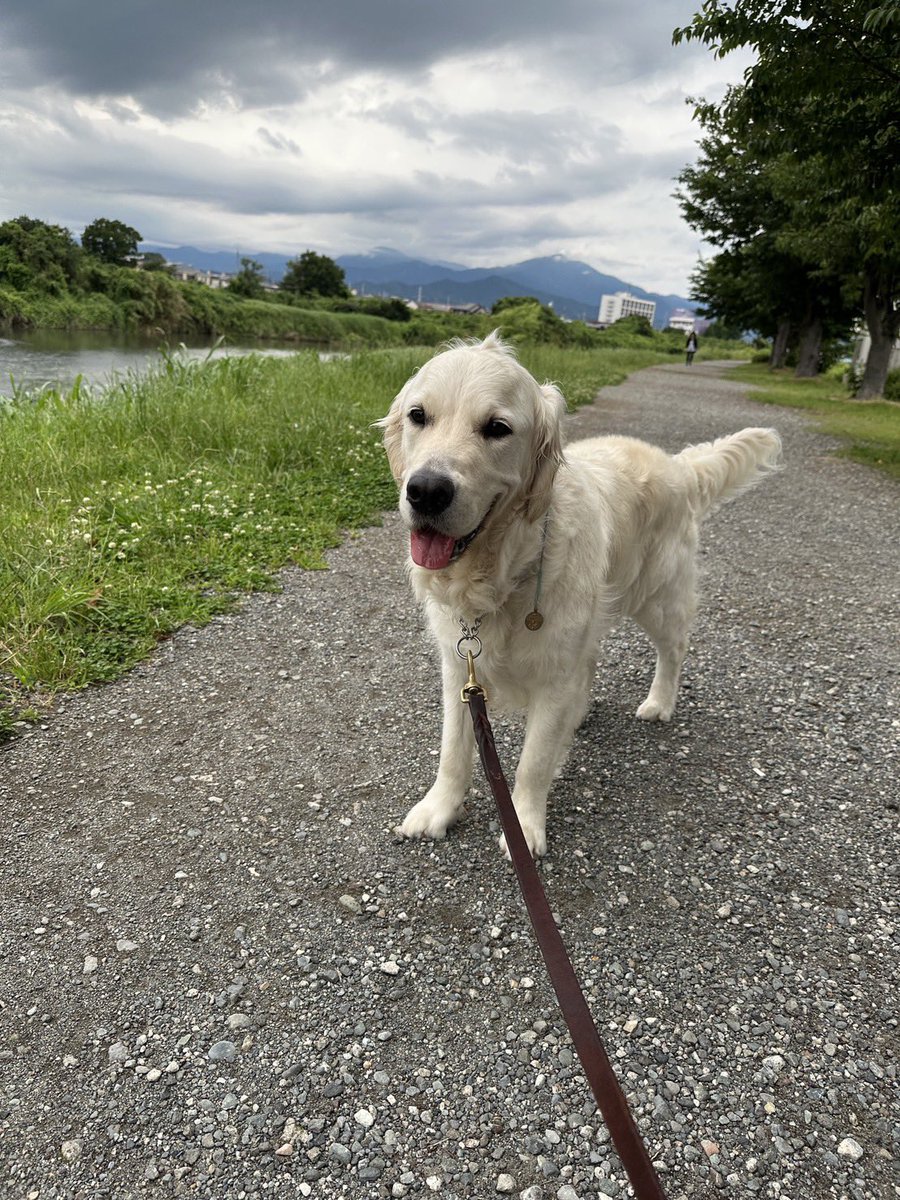 KanataSea's tweet photo. 【教えて下さい！】
この日曜日から日光の方に愛犬を連れて出かける予定なのですが、愛犬と共に楽しめるおすすめスポットをご存知な方。もしよろしければお教えいただきたいですー！
皆様、お教え下さいませー！！！！ https://t.co/5UtDs233IR