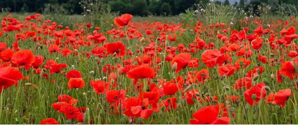 NigelDoddsDUP's tweet photo. Today, on this 110th anniversary of the first day of the Battle of the Somme, we remember with gratitude the courage and sacrifice of the men of the 36th (Ulster Division) who fought and died for our freedom. 

Their sacrifice must never be forgotten. https://t.co/viVOgLNb75