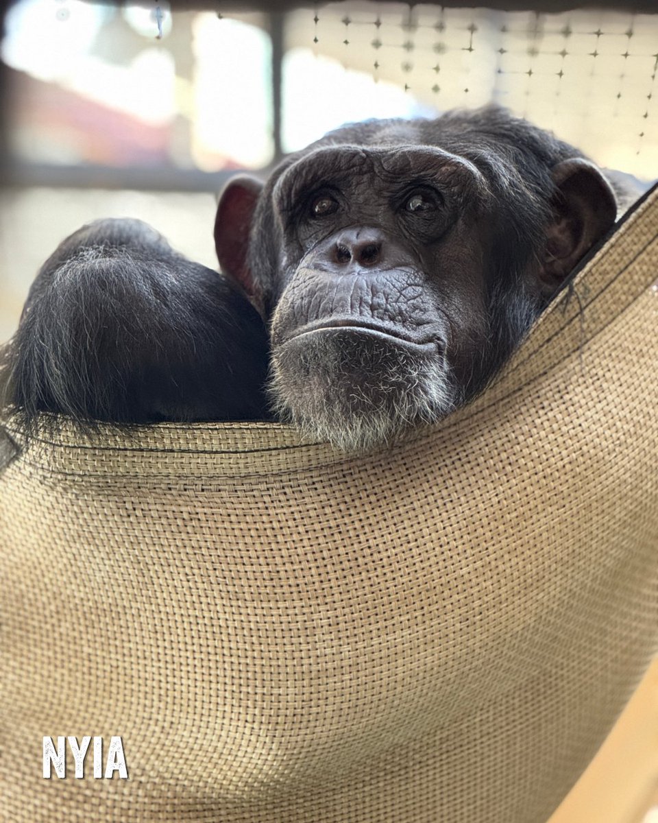 projectchimps's tweet photo. Summer movie season is here, and one of this year's thrillers has us asking: how much of Primate is fact, and how much is fiction? 🎬🐵

Read the blog post linked in our bio to separate Hollywood horror from reality: https://t.co/dQJo7G7ns0 https://t.co/LGzkHSpeC8
