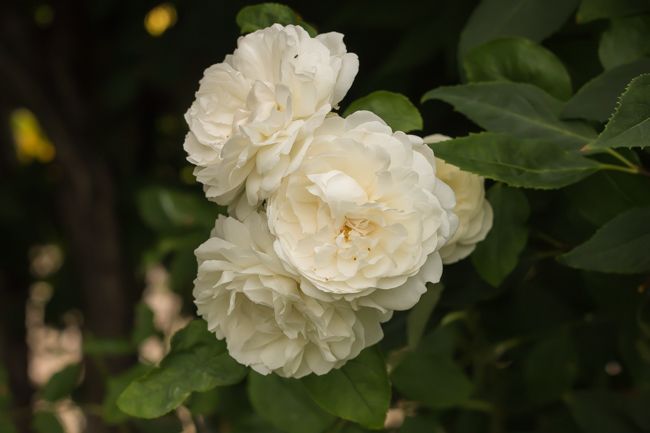 MomentsintheG's tweet photo. Happy Canada Day. White and red roses. #happycanadaday #july1st #whiteandred #roses #momentsinthegardenphotography https://t.co/TPwMG0nvN2