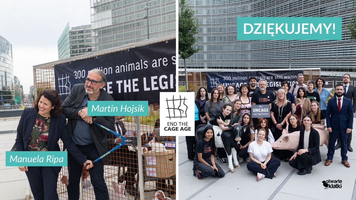 otwarteklatki's tweet photo. Dziękujemy europosłom i europosłankom za wsparcie #KoniecEpokiKlatkowej! ✊

Zaangażowanie polityków jest kluczowe w każdej zmianie legislacyjnej, która ma na celu poprawę losu zwierząt. Dlatego cieszymy się, że w tym ważnym dla nas dniu – piątej rocznicy złożenia deklaracji przez Komisję Europejską o wycofaniu klatek z chowu i hodowli zwierząt – posłowie dołączyli do nas i razem z nami wezwali Komisję do działania ✊

“Dotrzymajcie obietnicy. Przedstawcie ambitne prawo, które wycofa klatki w całej Unii Europejskiej” – powiedział @NielsFuglsang, przewodniczący Intergrupy na rzecz Dobrostanu Zwierząt w Parlamencie Europejskim 👏

Najwyższy czas zakończyć epokę klatkową!