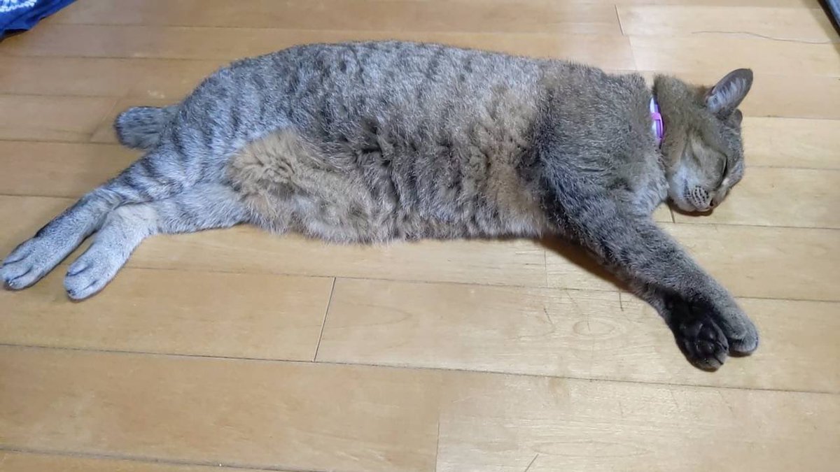 4ever_alf's tweet photo. 低気圧にやられてる https://t.co/yBFBK63vUq