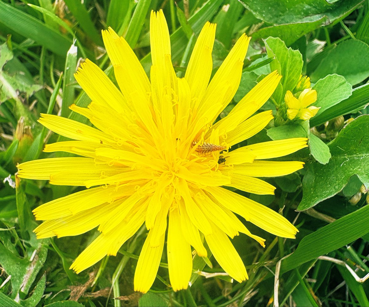 WHMyPerspective's tweet photo. #YellowWednesday
#Dandelion & #Buttercup https://t.co/DWsSQZNIwT