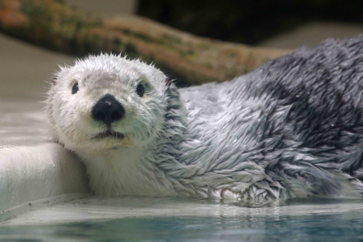 鳥羽水族館🐠 ふわふわ🎵メイちゃん その3 2026.6.30 #鳥羽水族館