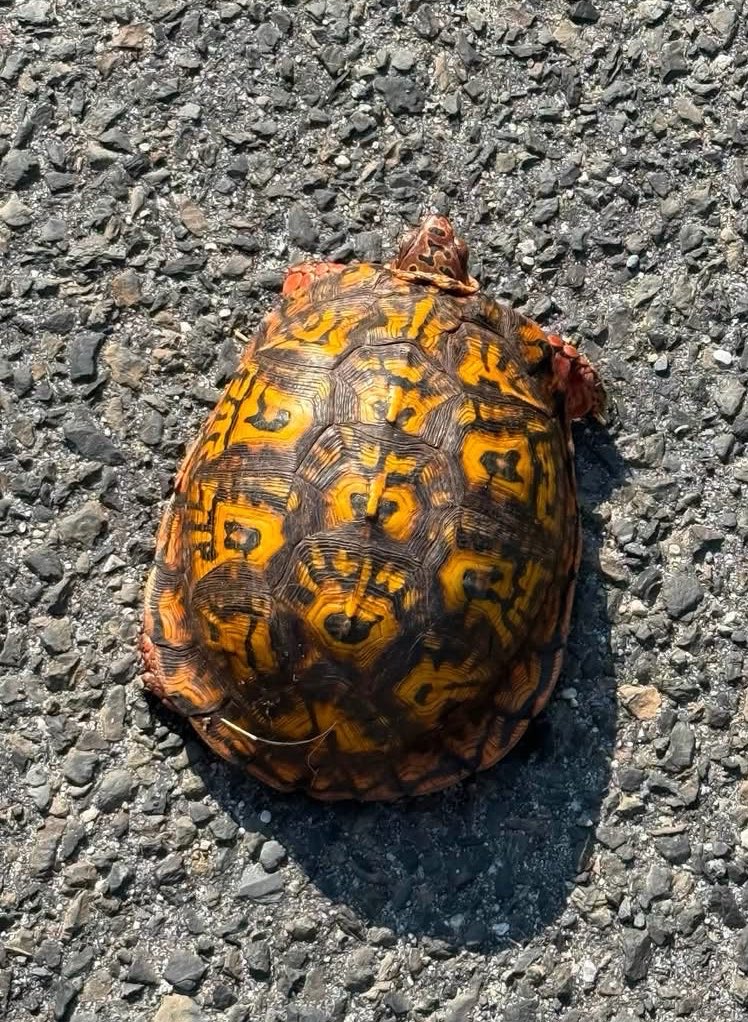 ChrissieM10's tweet photo. My husband saved this cute little guy from being squashed on our street this morning. Hero of the day. 🥰 https://t.co/gPDUXTsRGT
