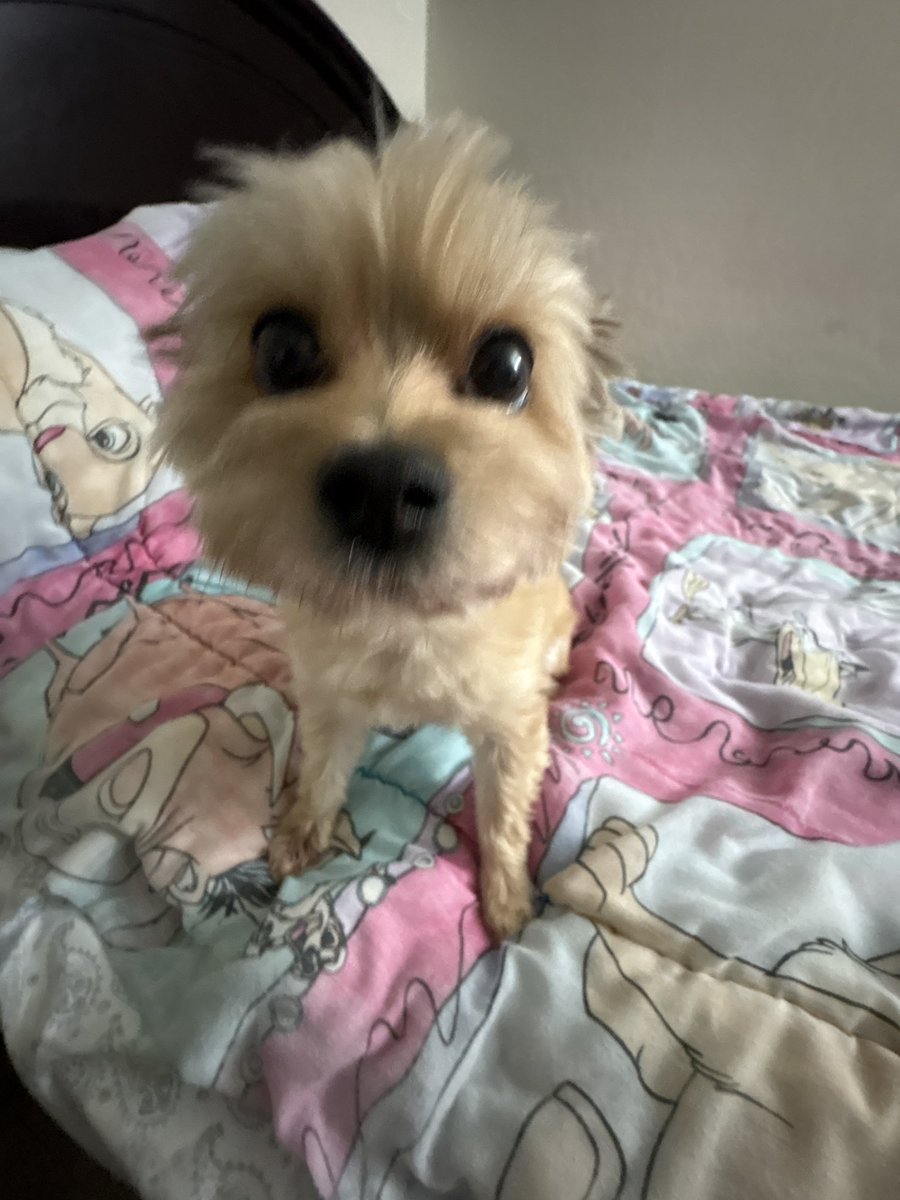 AsianManZan's tweet photo. forgot to post my baby on june 28 for her birthday so here u go :) https://t.co/gZu1l491ZG