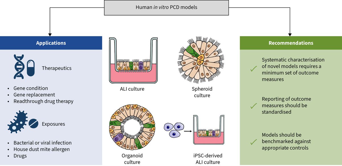 ERSpublications's tweet photo. This scoping review of applied in vitro PCD models revealed a lack of standardised characterisation and outcomes reporting. Consensus is needed on the minimum requirements for model characterisation, which will facilitate translational applications. https://t.co/cGhI3KzwED https://t.co/eY0FPCIjF3