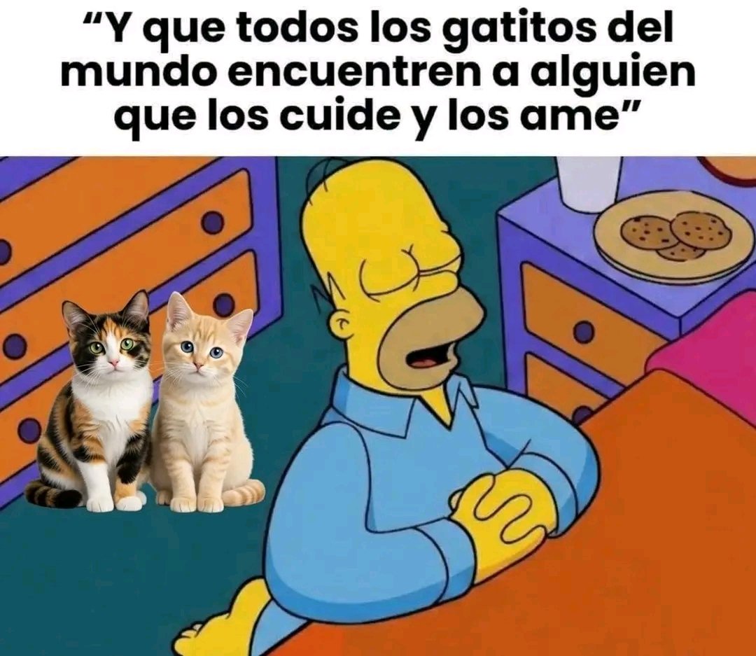 tiofelino2's tweet photo. Amén 🙏🐱🐾 https://t.co/0bYELzUcom