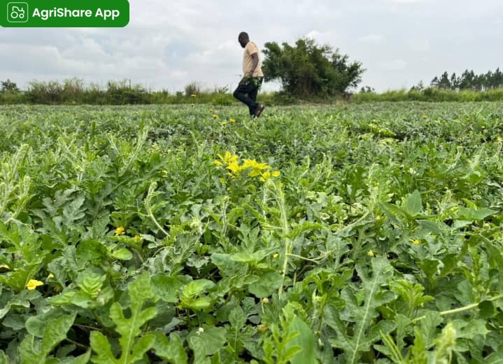 AgriShare_UG's tweet photo. From rich soils of Nwoya district, our watermelons are thriving fresh juicy and grown with pure passion. #AgriShareApp #farmingUganda https://t.co/rG2ZnjzXFi