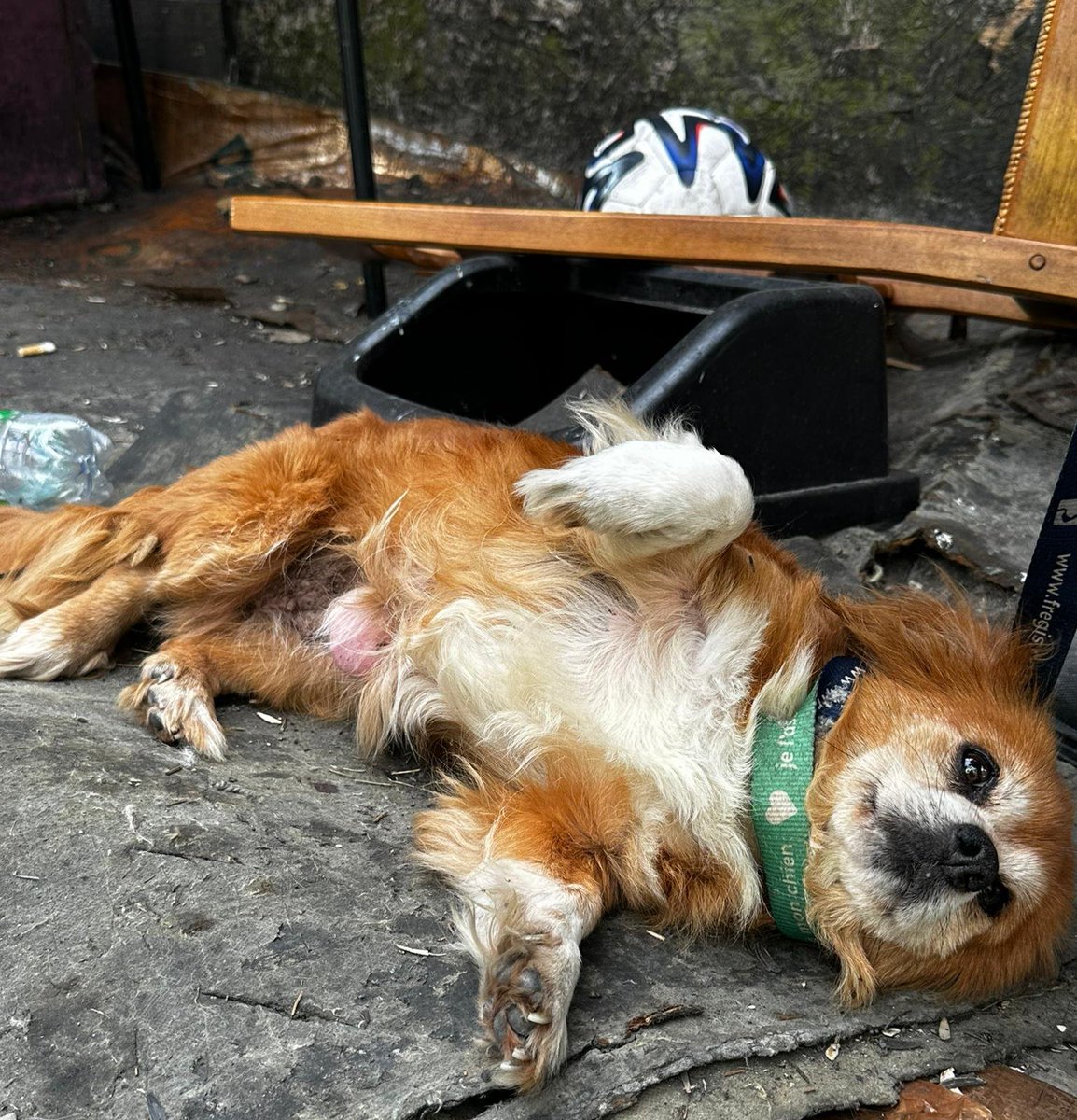 FBB_Officiel's tweet photo. 🔴 Sauvetage
Dans les décombres du bidonville de Stains, la Fondation Brigitte Bardot a secouru 126 animaux abandonnés.

Ce mercredi 1er juillet, le bidonville des Batêtes à Stains, présenté comme le plus grand de France métropolitaine avec jusqu'à 1 500 occupants, a été démantelé par les autorités.

La Fondation Brigitte Bardot était sur place dès le matin, aux côtés des forces de l'ordre, à la demande du service de la préfecture.

👉 Le poulailler avait été incendié avant notre arrivée. À l’heure actuelle, nous avons récupéré 24 chats, 100 poules et 2 chiens, dont l'un souffre d'une tumeur abdominale. La Fondation prend en charge les animaux recueillis et veille à ce qu'ils reçoivent les soins nécessaires.