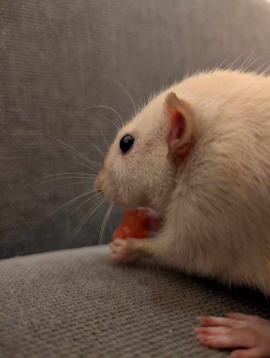 fancyrats2025's tweet photo. すいか！ https://t.co/7hF60eQpX8