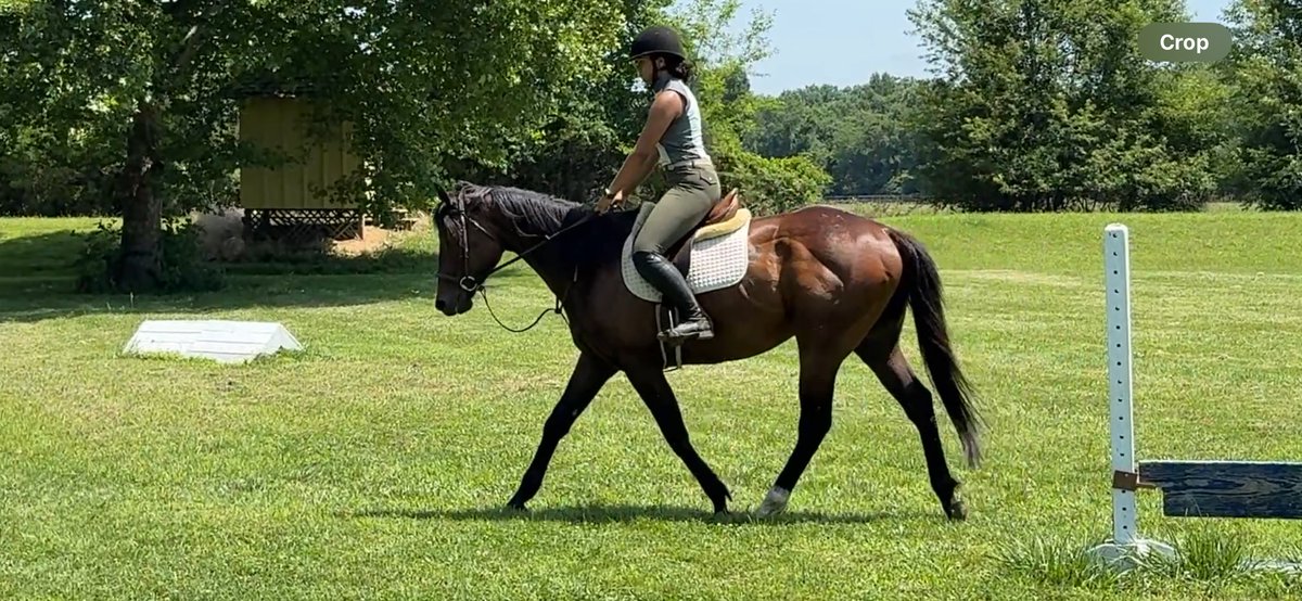 ElisabethCopel6's tweet photo. Zanduhoc another OTTB available in Maryland for a new career after racing! #ottb #RRPeligible #clevelandyardsouth https://t.co/pkj9yj7QUN