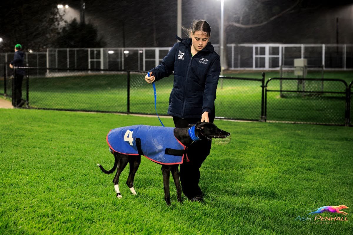 TheDogsSA tweet picture