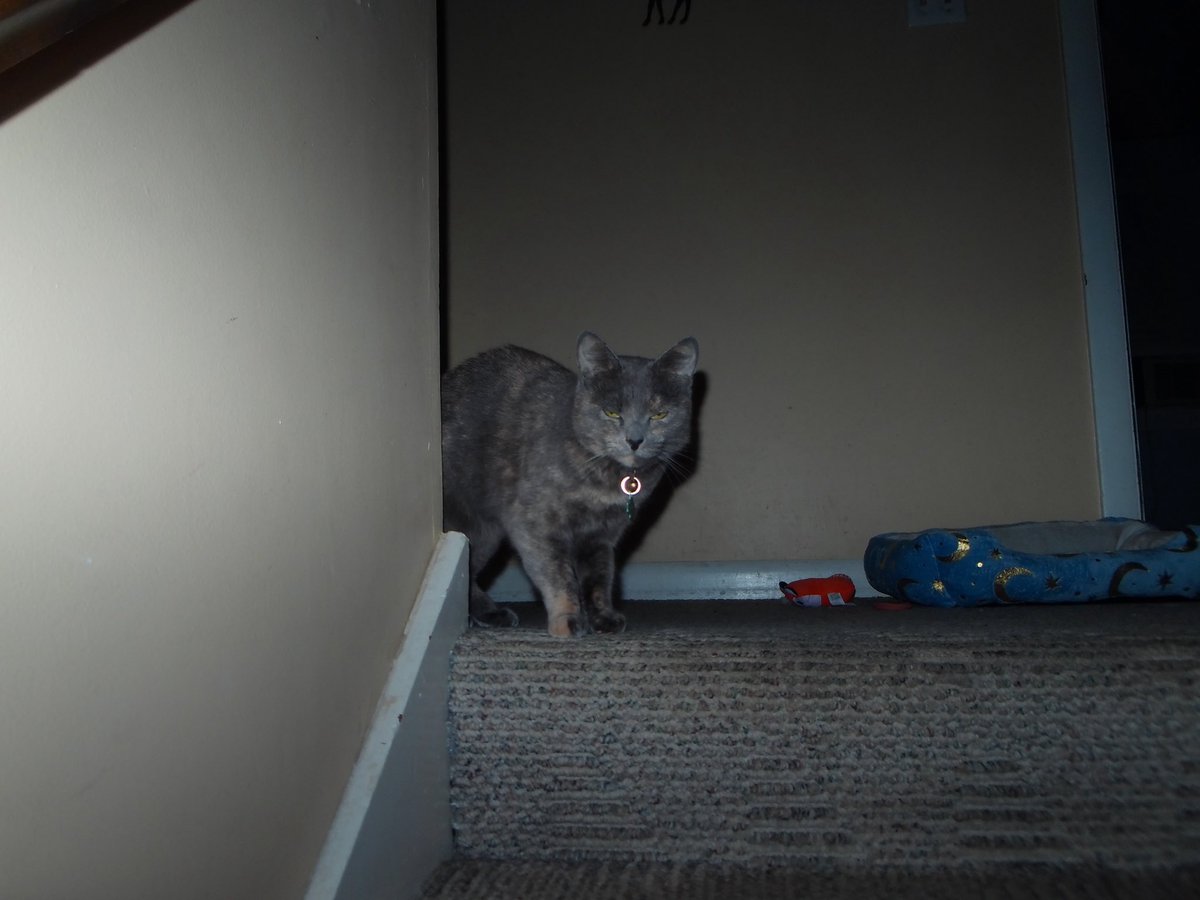 kelssmoran's tweet photo. miss maisie is my test subject for my new dijie camera <3 everyone tell maisie she is pretty and adorable https://t.co/FuaXpKNhH4