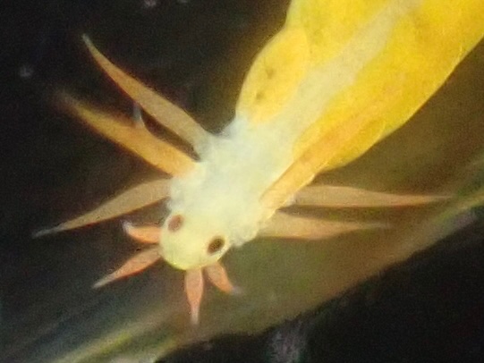 Kuwako_772's tweet photo. #WormWednesday
&
#PolychaeteDay
最近採ったアケノサシバと思われるゴカイを。
可愛すぎますねぇ〜〜〜〜 https://t.co/cB3KZKTdQi