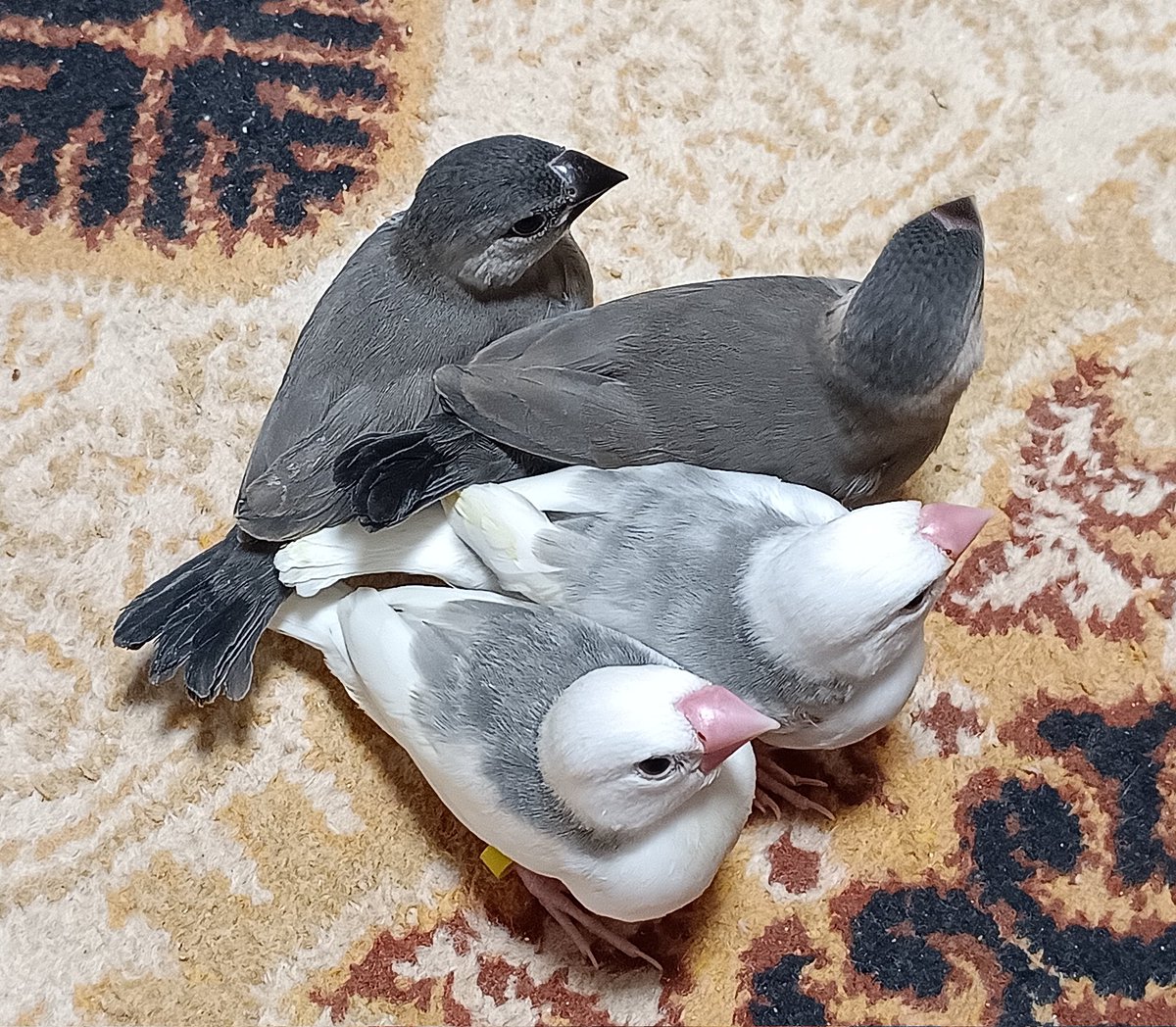 父：ココ 顕性白文鳥 母：ナナ 桜文鳥 第85子（6/3生）桜文鳥 第87子