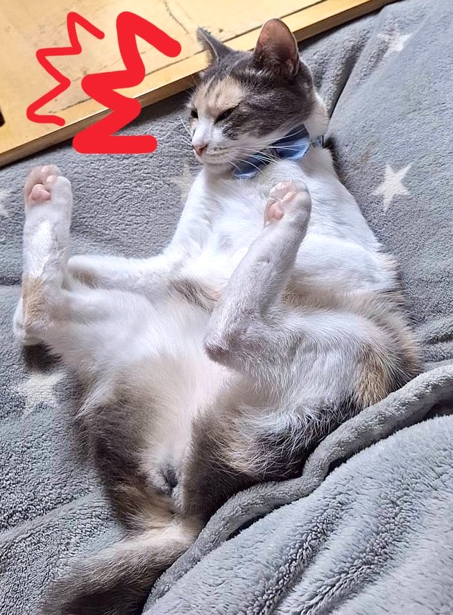 三毛猫です もう7月やないか～い！！ /(｡Д｡)ヽ ｽﾞｺｰ ついこの前6月か、梅雨も本格