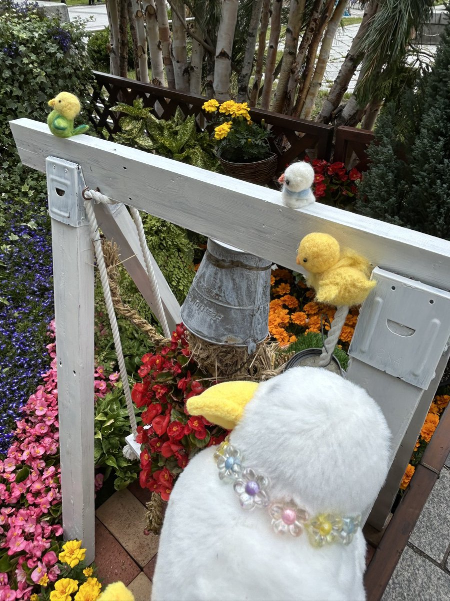 marumarunosekai's tweet photo. またまた、なかま🐥いました
#もちっとダック 
#花フェスタ 
#花フェスタ2026 https://t.co/EsTJtbbRyE