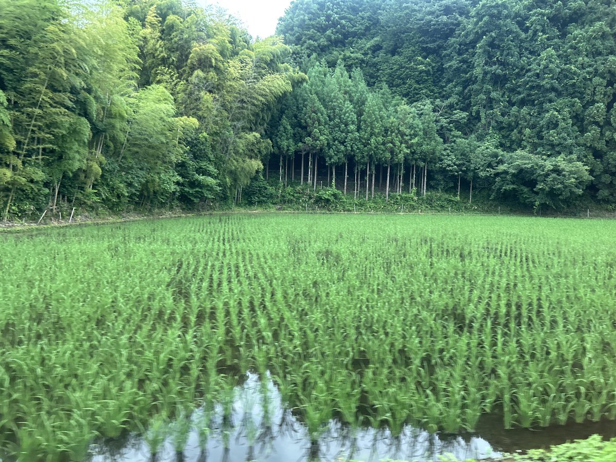 BookNeedles's tweet photo. Nikko, Japan (7/1/26) https://t.co/VkfYbP7X44