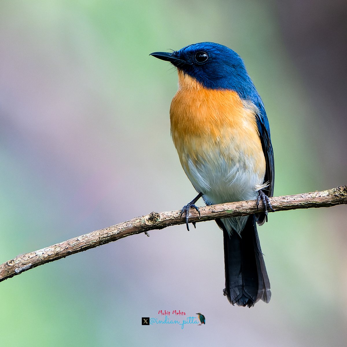 indian_pitta's tweet photo. Show us your bird photos 👇

My best photograph of Tickle's Blue Flycatcher from Kerala https://t.co/ciHlBEkBEF
