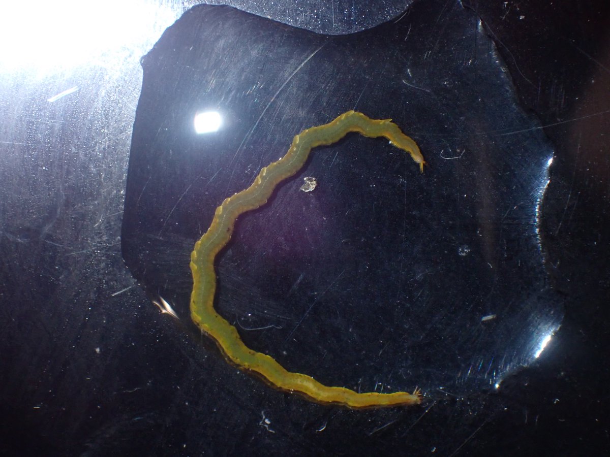 Kuwako_772's tweet photo. #WormWednesday
&
#PolychaeteDay
最近採ったアケノサシバと思われるゴカイを。
可愛すぎますねぇ〜〜〜〜 https://t.co/cB3KZKTdQi