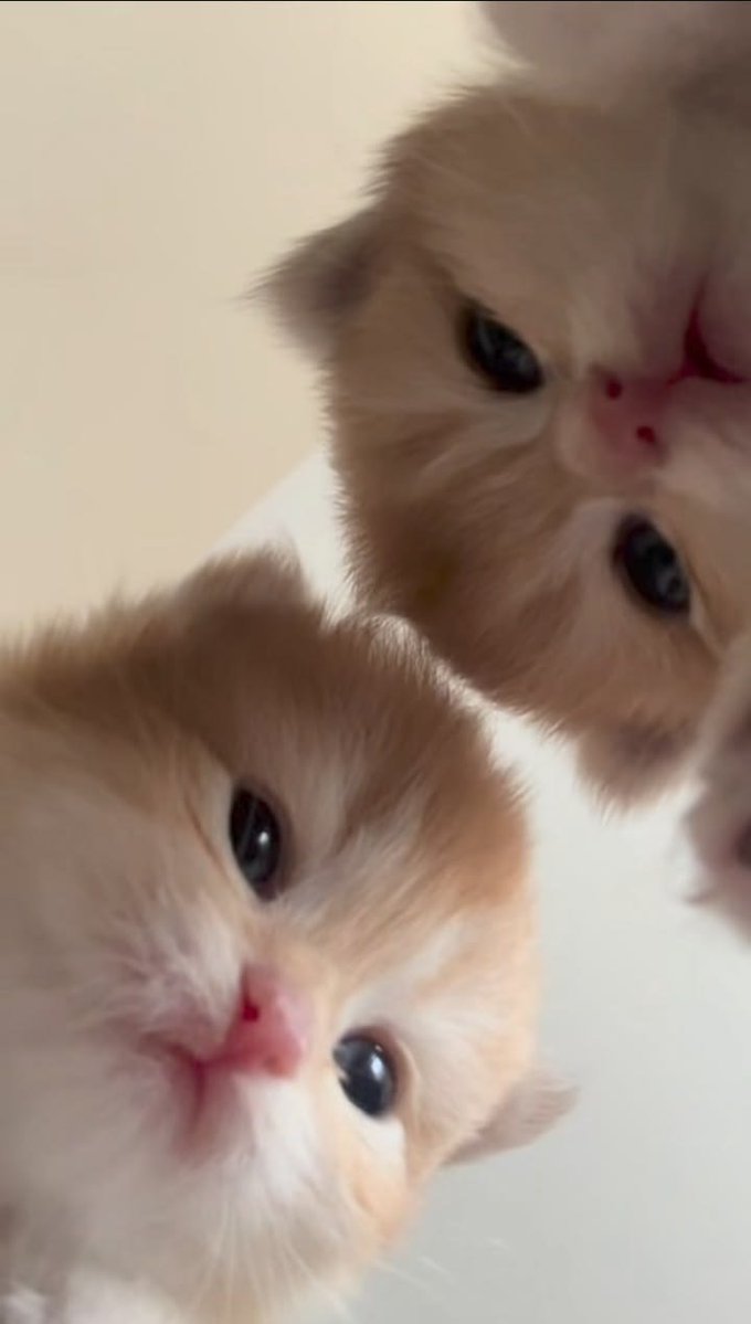 nekocatts's tweet photo. Hi 😺 https://t.co/m8hBoICg9K